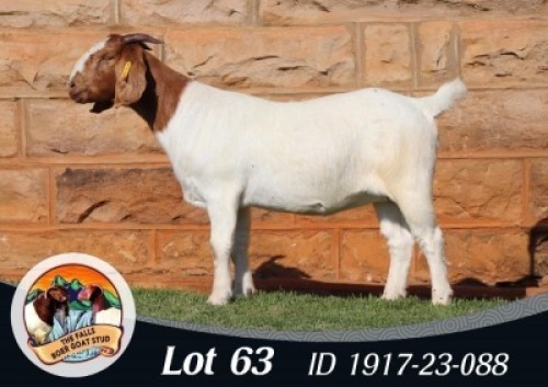 1X BOER GOAT FLOCK DOE The Falls Boergoat Stud