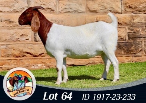 1X BOER GOAT FLOCK DOE The Falls Boergoat Stud