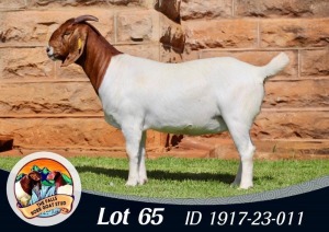 1X BOER GOAT FLOCK DOE The Falls Boergoat Stud