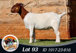 1X BOER GOAT FLOCK DOE The Falls Boergoat Stud