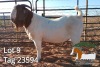 1X BOER GOAT FLOCK BUCK JH Gouws Boerbokstoet