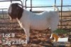 1X BOER GOAT FLOCK BUCK JH Gouws Boerbokstoet