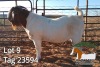 1X BOER GOAT FLOCK BUCK JH Gouws Boerbokstoet - 2