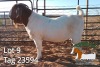 1X BOER GOAT FLOCK BUCK JH Gouws Boerbokstoet - 3