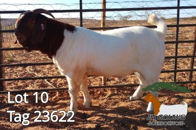 1X BOER GOAT STUD BUCK JH Gouws Boerbokstoet