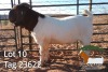 1X BOER GOAT STUD BUCK JH Gouws Boerbokstoet - 2