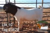 1X BOER GOAT STUD BUCK JH Gouws Boerbokstoet - 3