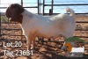 1X BOER GOAT FLOCK BUCK JH Gouws Boerbokstoet