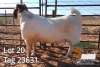 1X BOER GOAT FLOCK BUCK JH Gouws Boerbokstoet - 2