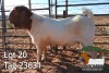 1X BOER GOAT FLOCK BUCK JH Gouws Boerbokstoet - 3