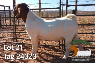 1X BOER GOAT FLOCK BUCK JH Gouws Boerbokstoet