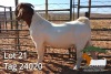 1X BOER GOAT FLOCK BUCK JH Gouws Boerbokstoet - 2