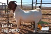 1X BOER GOAT FLOCK BUCK JH Gouws Boerbokstoet - 3