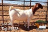 1X BOER GOAT FLOCK DOE JH Gouws Boerbokstoet