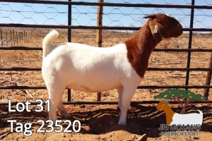 1X BOER GOAT FLOCK DOE JH Gouws Boerbokstoet