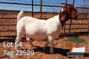 1X BOER GOAT FLOCK DOE JH Gouws Boerbokstoet