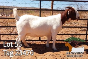 1X BOER GOAT FLOCK DOE JH Gouws Boerbokstoet