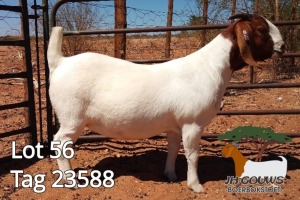 1X BOER GOAT FLOCK DOE JH Gouws Boerbokstoet