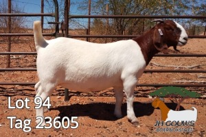 1X BOER GOAT FLOCK DOE JH Gouws Boerbokstoet