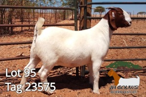 1X BOER GOAT PREGNANT FLOCK DOE JH Gouws Boerbokstoet