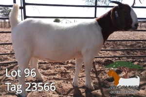 1X BOER GOAT FLOCK DOE JH Gouws Boerbokstoet