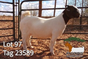 1X BOER GOAT FLOCK DOE JH Gouws Boerbokstoet