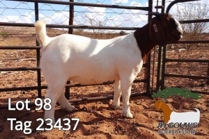 1X BOER GOAT FLOCK DOE JH Gouws Boerbokstoet