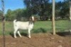 WITHDRAWN - 1X BOER GOAT DOE Kalahari Futures - 2