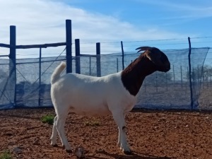 1X BOER GOAT FLOCK DOE Kalahari Kid Corporation