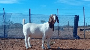 1X BOER GOAT PREGNANT FLOCK DOE Kalahari Kid Corporation