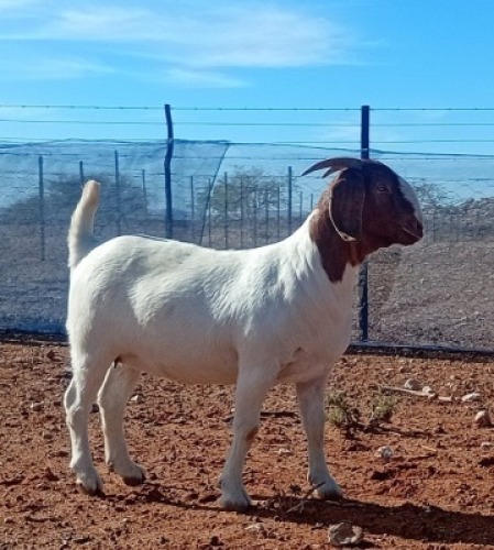 WITHDRAWN - 1X BOER GOAT DOE Kalahari Kid Corporation