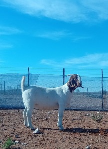 1X BOER GOAT FLOCK DOE Kalahari Kid Corporation