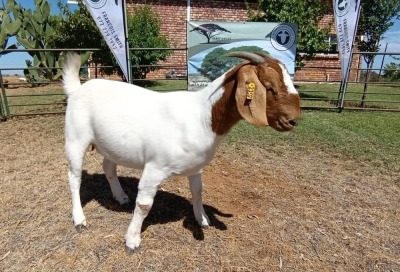 1X BOER GOAT PREGNANT STUD DOE Kameeldoring Boerbokstoet