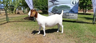 1X BOER GOAT PREGNANT FLOCK DOE Kameeldoring Boerbokstoet