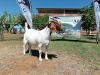 1X BOER GOAT PREGNANT FLOCK DOE Kameeldoring Boerbokstoet