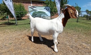 1X BOER GOAT PREGNANT STUD DOE Kameeldoring Boerbokstoet