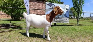 1X BOER GOAT PREGNANT FLOCK DOE Kameeldoring Boerbokstoet