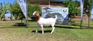 WITHDRAWN - 1X BOER GOAT DOE Kameeldoring Boerbokstoet