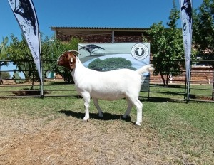 1X BOER GOAT PREGNANT FLOCK DOE Kameeldoring Boerbokstoet