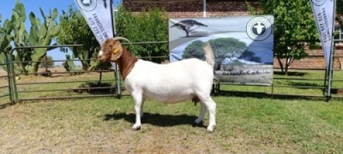 1X BOER GOAT FLOCK DOE Kameeldoring Boerbokstoet
