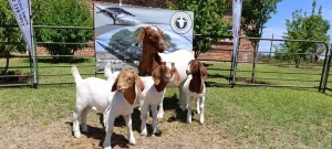 1+3X BOER GOAT STUD DOE + KID Kameeldoring Boerbokstoet