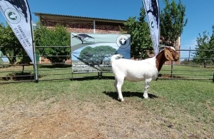 1X BOER GOAT PREGNANT FLOCK DOE Kameeldoring Boerbokstoet