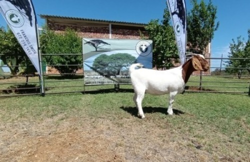 1X BOER GOAT PREGNANT FLOCK DOE Kameeldoring Boerbokstoet