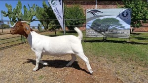 1X BOER GOAT PREGNANT FLOCK DOE Kameeldoring Boerbokstoet