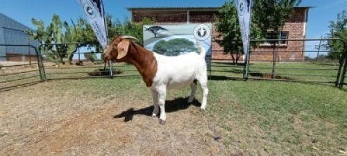 1X BOER GOAT FLOCK DOE Kameeldoring Boerbokstoet