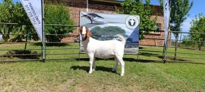 1X BOER GOAT PREGNANT FLOCK DOE Kameeldoring Boerbokstoet