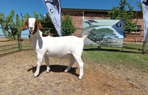 1X BOER GOAT PREGNANT FLOCK DOE Kameeldoring Boerbokstoet