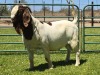 1X BOER GOAT FLOCK BUCK PW Botha Boerbokstoet