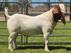 1X BOER GOAT FLOCK BUCK PW Botha Boerbokstoet