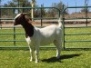 1X BOER GOAT FLOCK DOE PW Botha Boerbokstoet